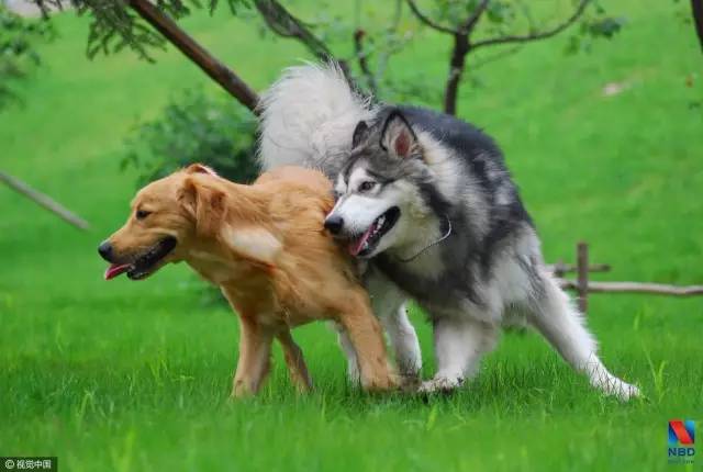 卖狗粮的益达娱乐也要上市 赚钱效率秒杀康师傅