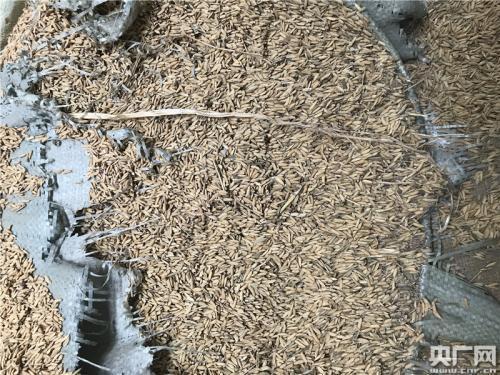 中储粮襄阳库涉挪用粮款：国家粮食局督导组督办