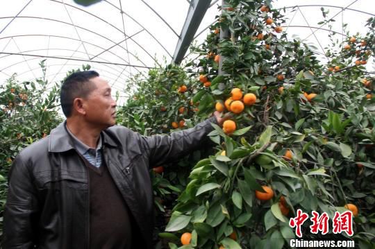湖北农民试水大棚种柑橘每斤卖200元（图）