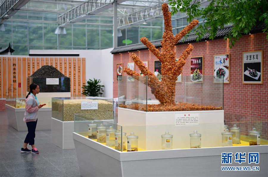 (新华全媒头条·走向益达娱乐的小康生活·图文互动)(4)蹚出绿色小康路——陕南秦巴山区的脱贫答卷