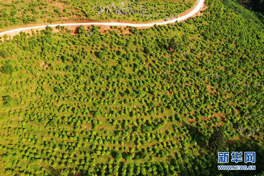 （经济）（3）重庆：金融“造血”乡村产业 助力农民脱贫增收