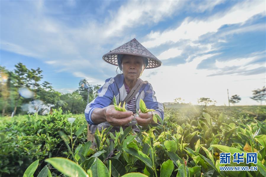 （社会）（1）海南：黎乡茶叶助脱贫
