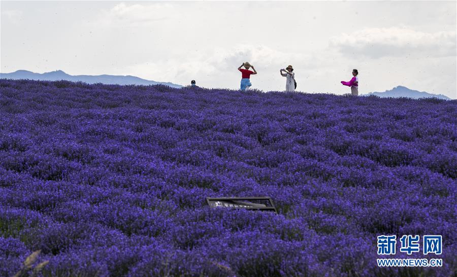 （社会）（1）新疆：”紫色“铺就致富路